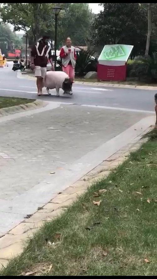 刘先生最新爆料直播视频,最新爆料视频深度解析  第3张